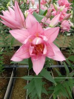 [5635 VH65 No02.JPG]